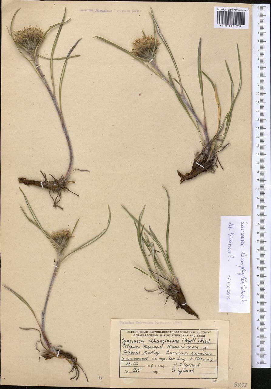 Козелец мечелистный