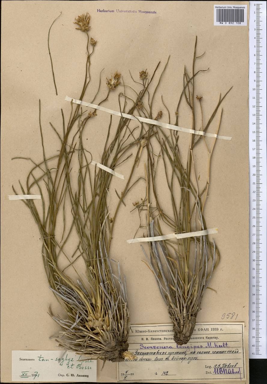 Одуванчик одуванчик и мать-и-мачеха