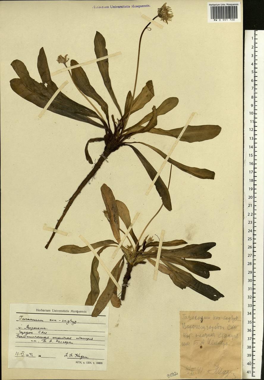 Одуванчик линейнолистный