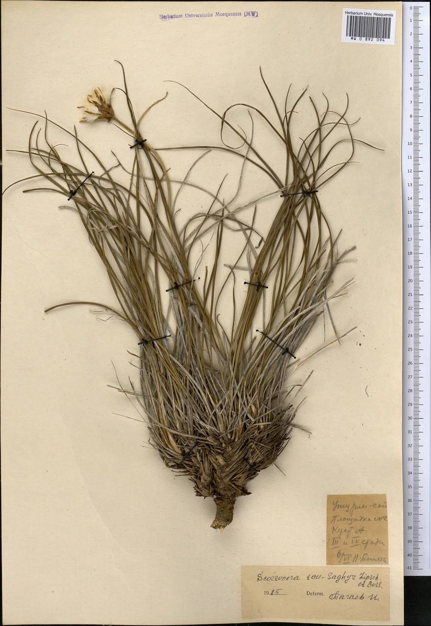 Одуванчик Крым сагыз