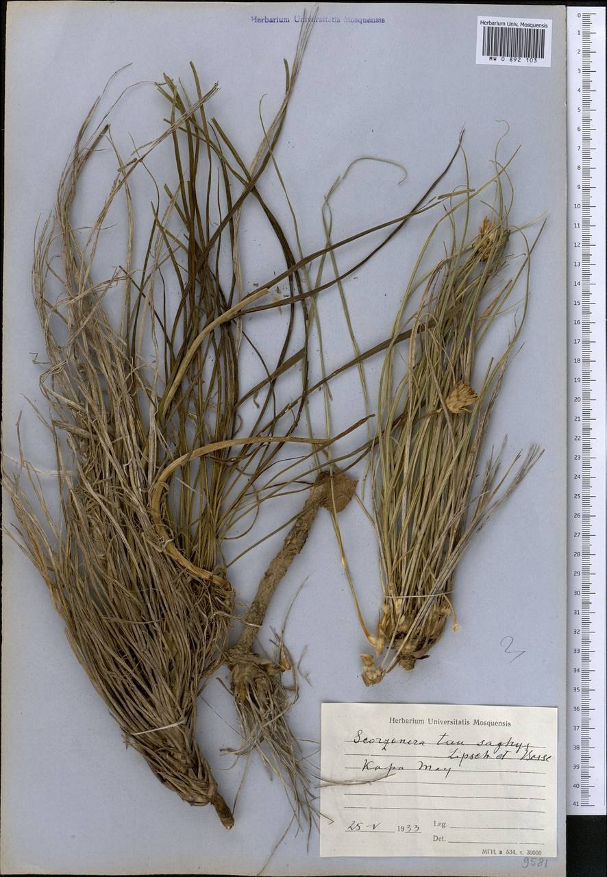 Taraxacum hyparcticum