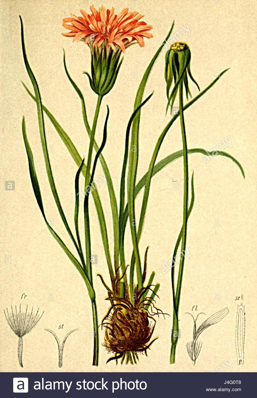 Пазник растение