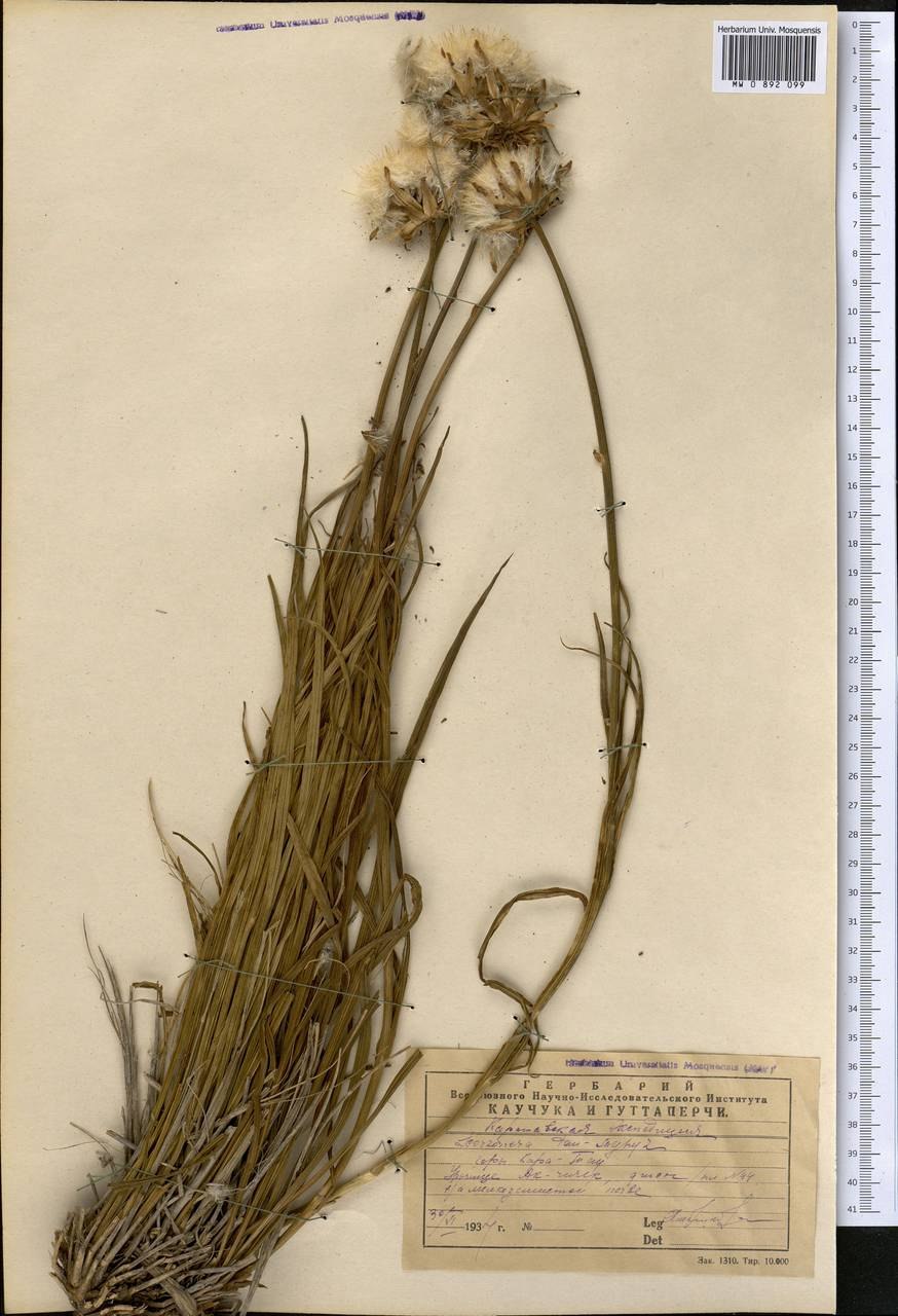 Тау-сагыз Плантариум