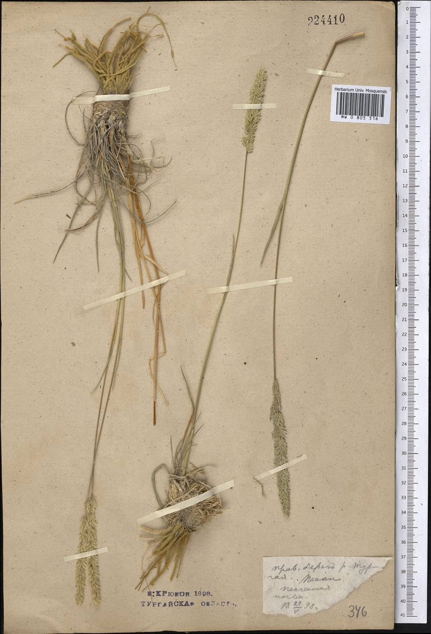 Кок сагыз каучук