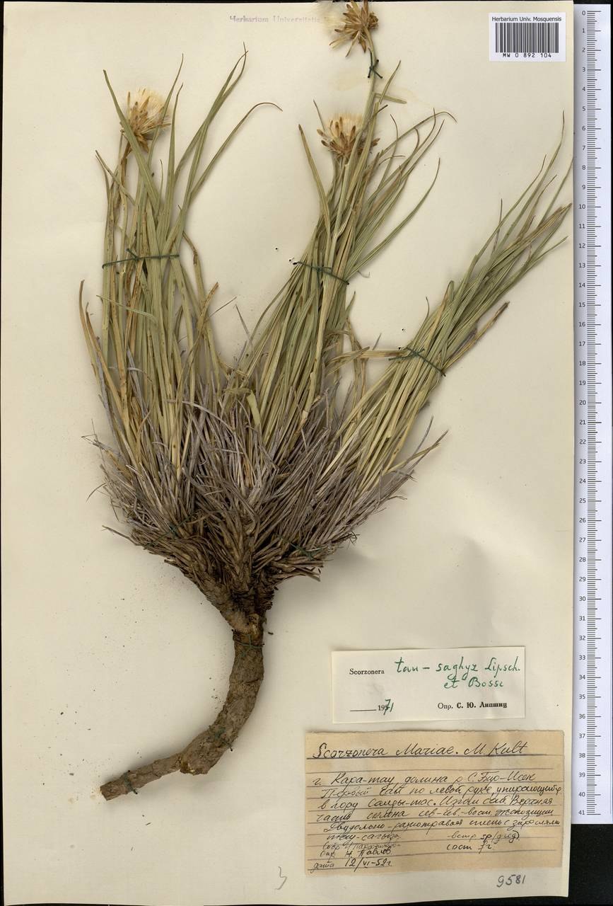 Одуванчик каучук