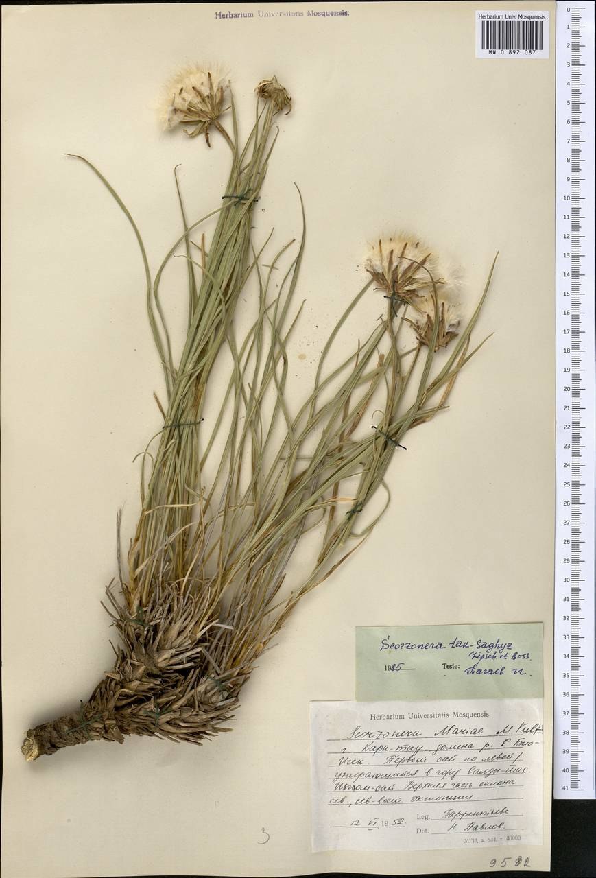 Сагыз растение Тау растение