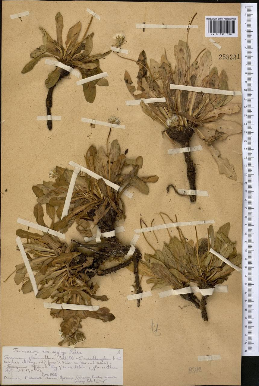 Одуванчик каучук