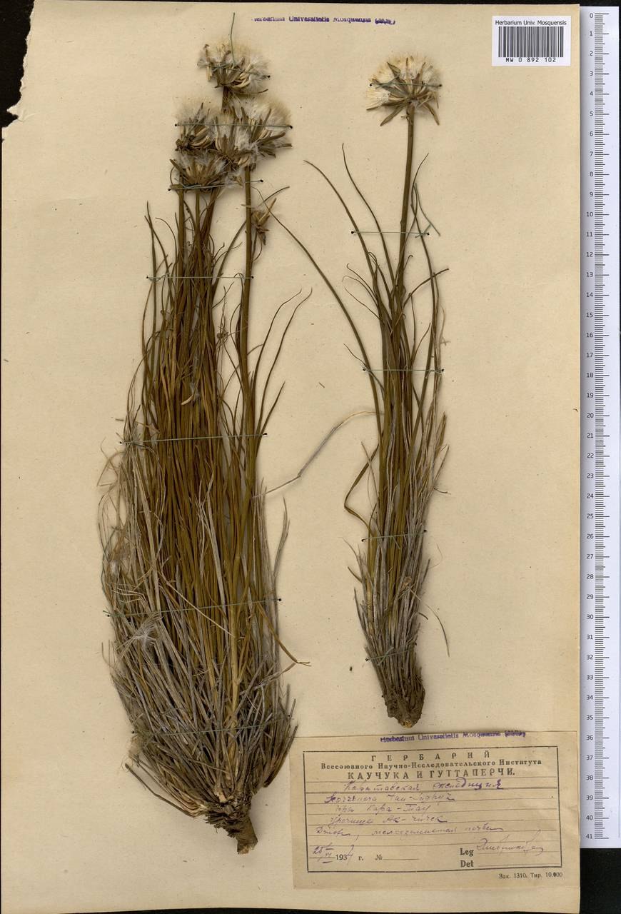 Одуванчик Тау сагыз