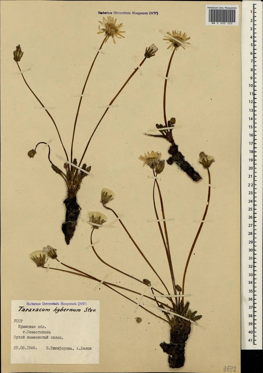 Тау-сагыза (Scorzonera tau-saghyz).