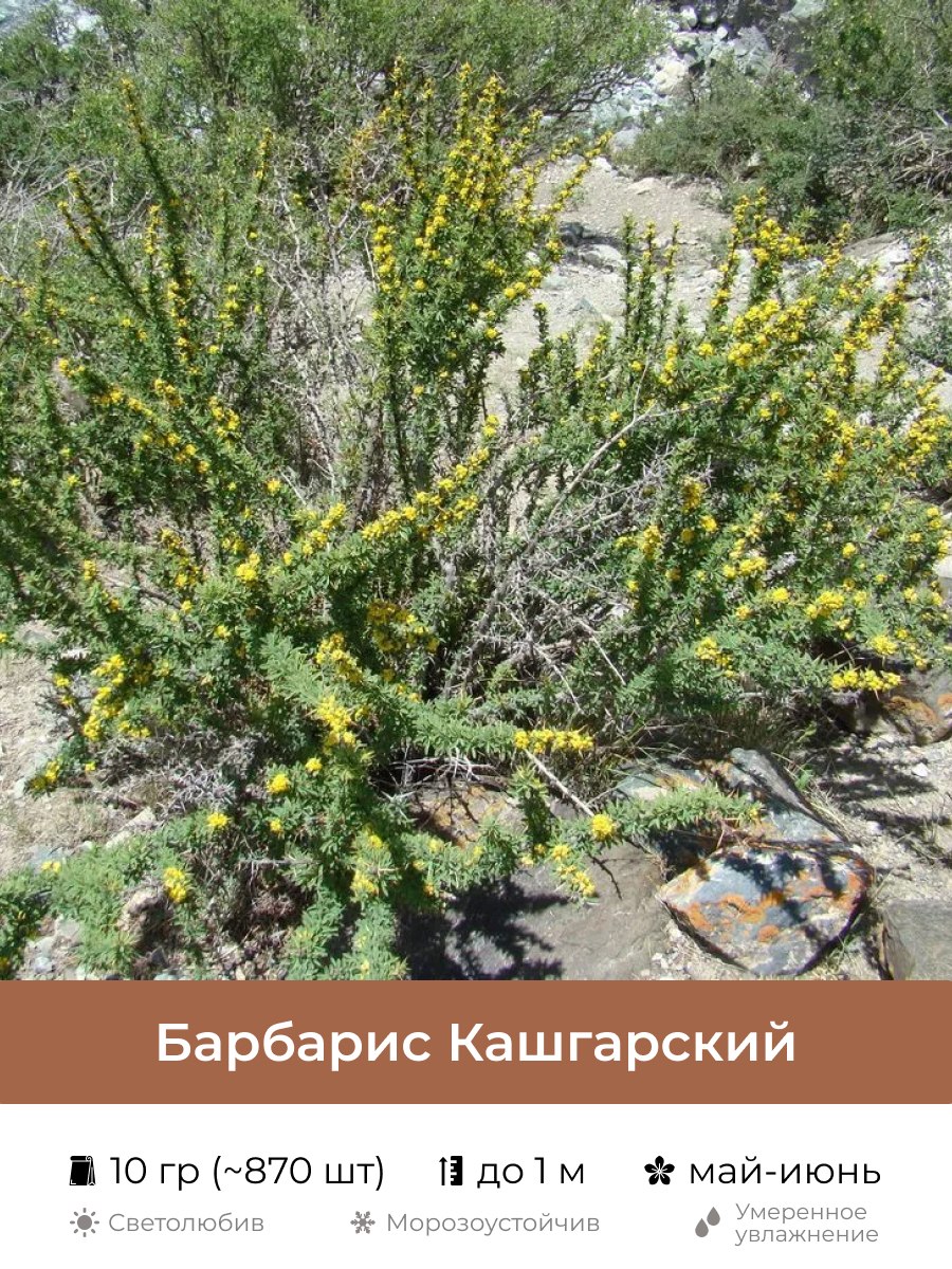 Иссык-Кульский Барбарис