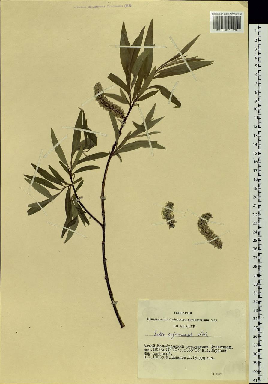 Растение на упаковке Саянская тайна