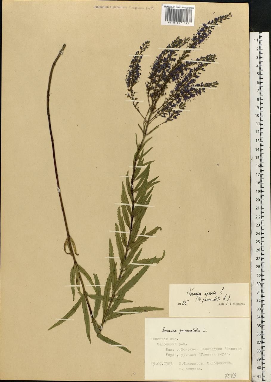 Вероника длиннолистная