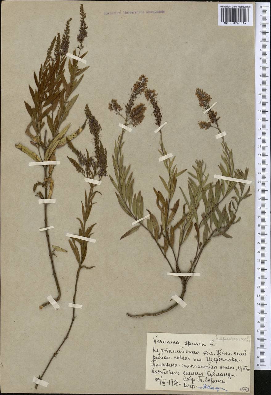 Вероника длиннолистная плод