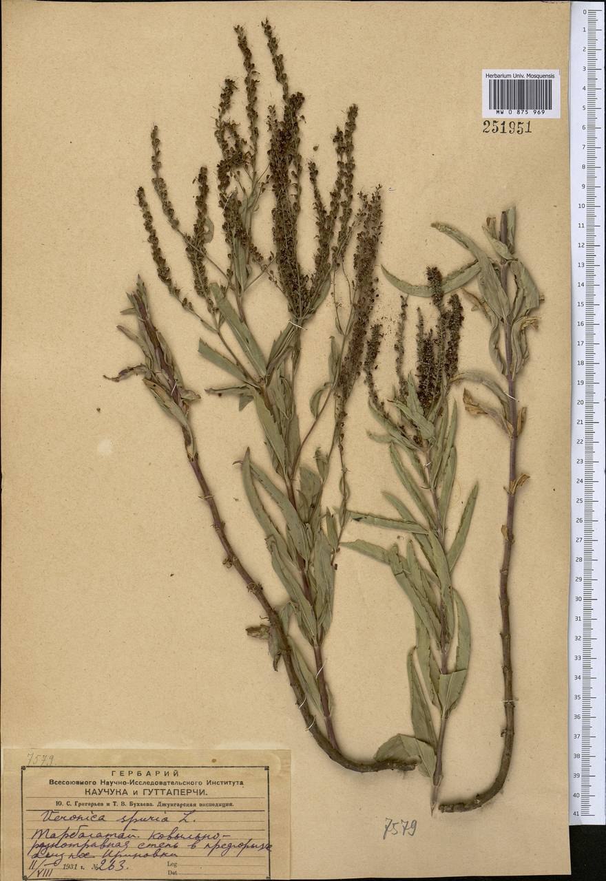 Вероника Седая (Veronica incana)