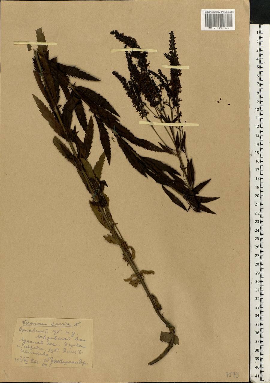 Вероника Шмидта