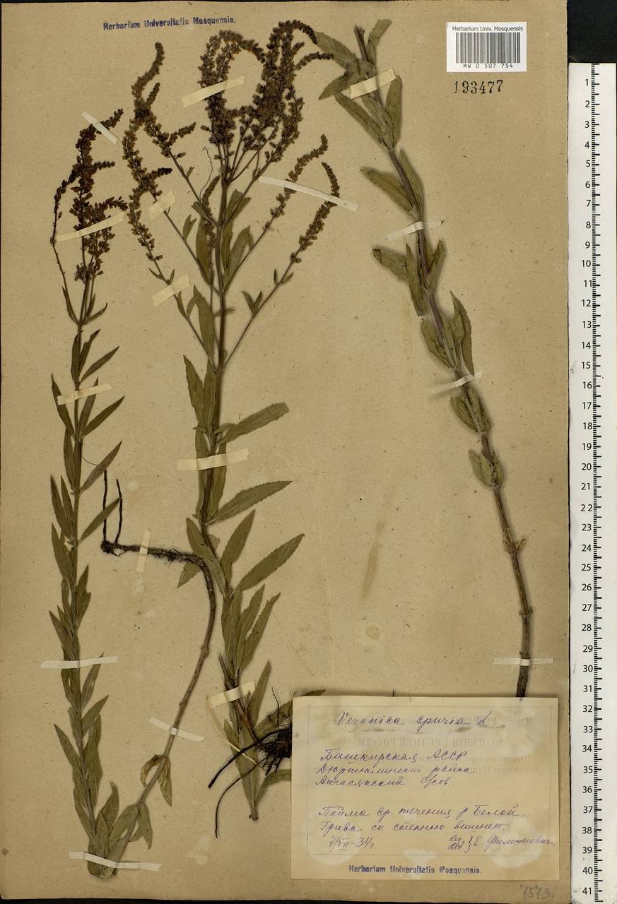 Вероника лекарственная на белом фоне