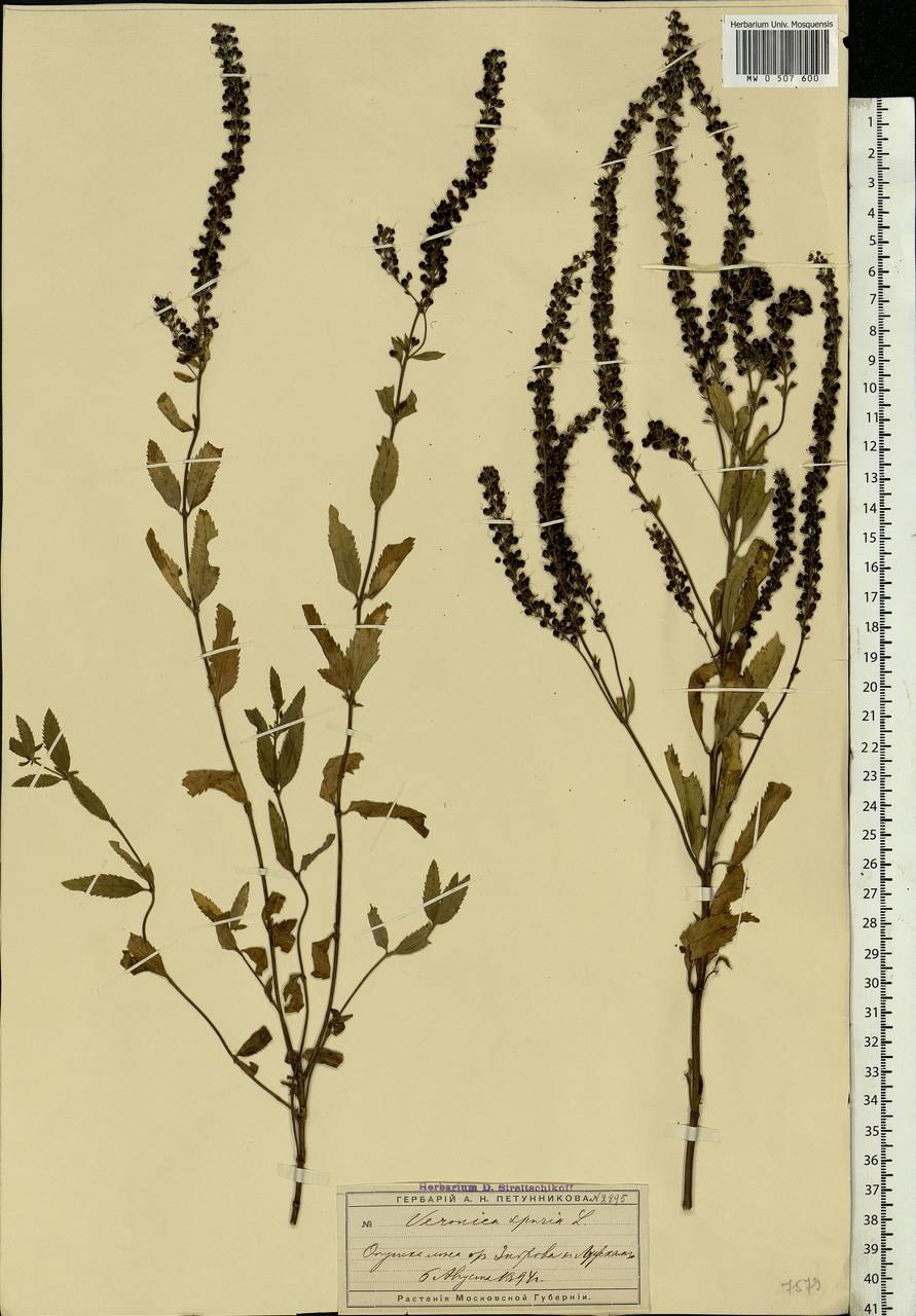 Растение Вероника колосистая