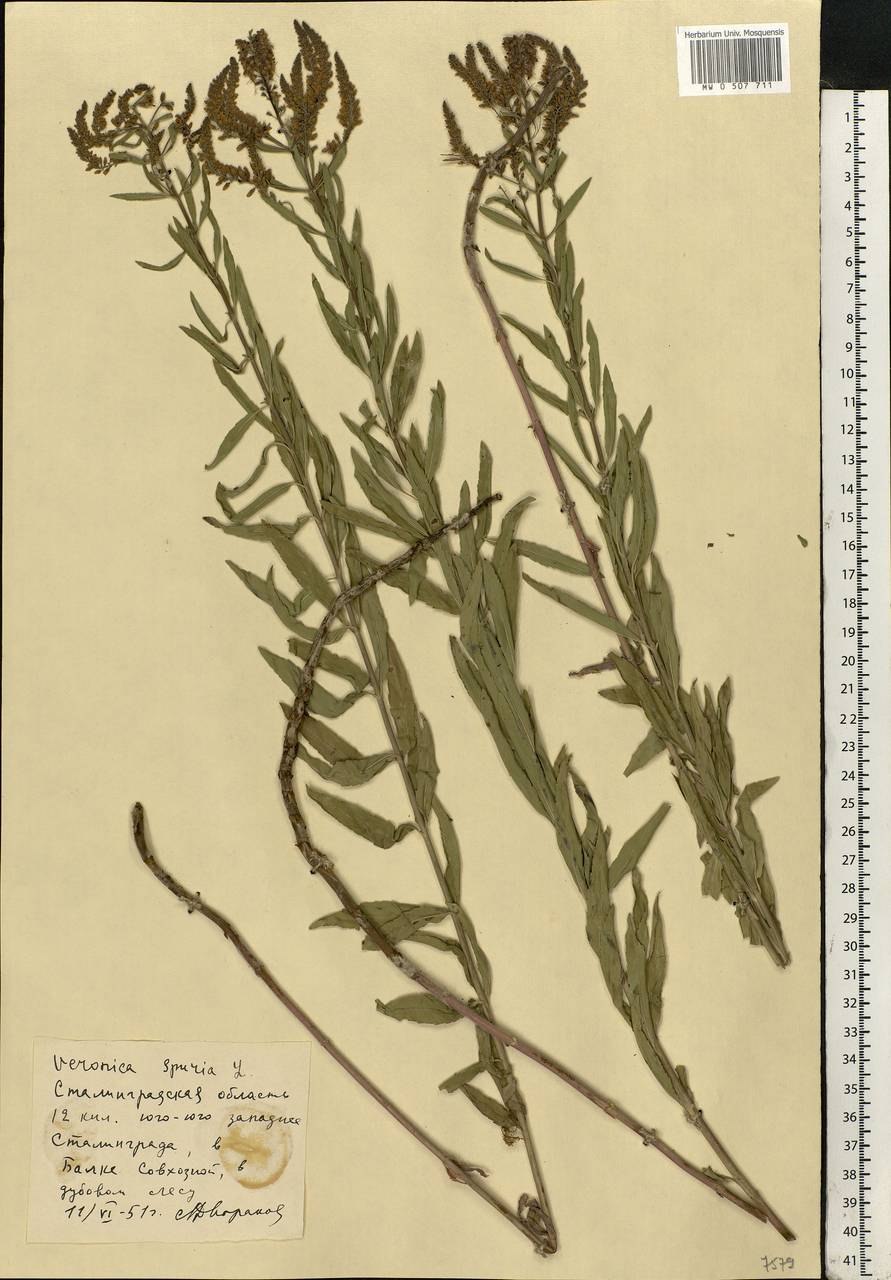 Вероника ненастоящая сообщение