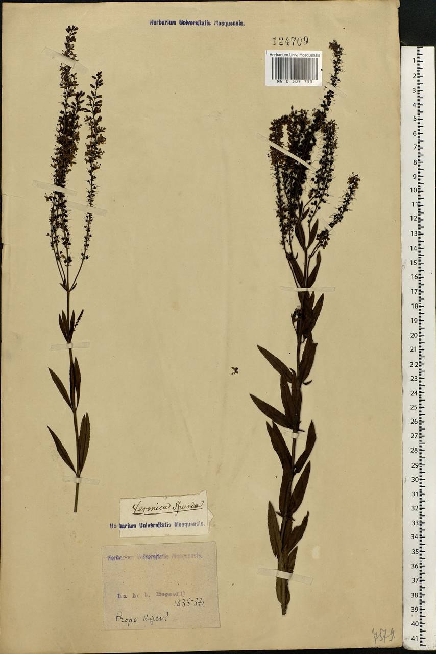 Вероника ненастоящая