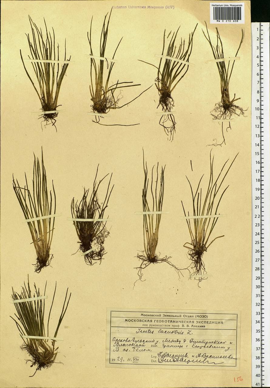Полушник иглистый (Isoёtes tenella Lem. Ex des.)