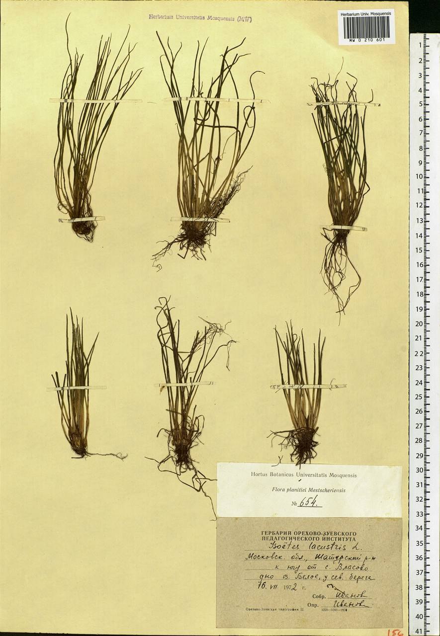 АИР болотный (Acorus Calamus)