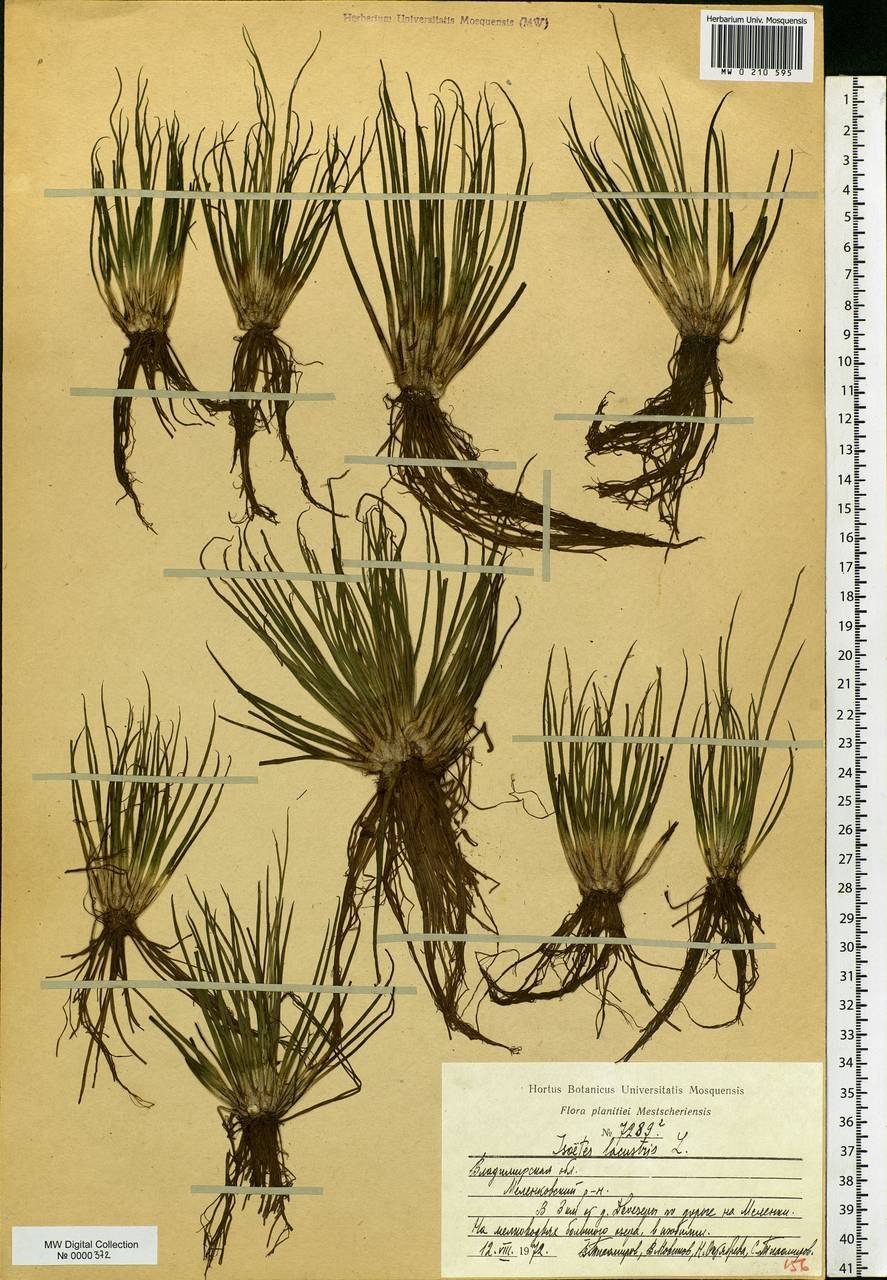 Лилеопсис маврикийский
