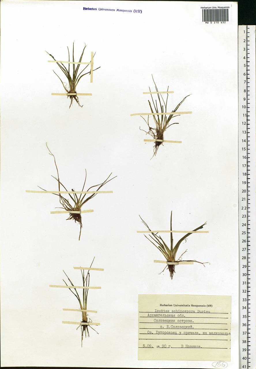 Споры полушника