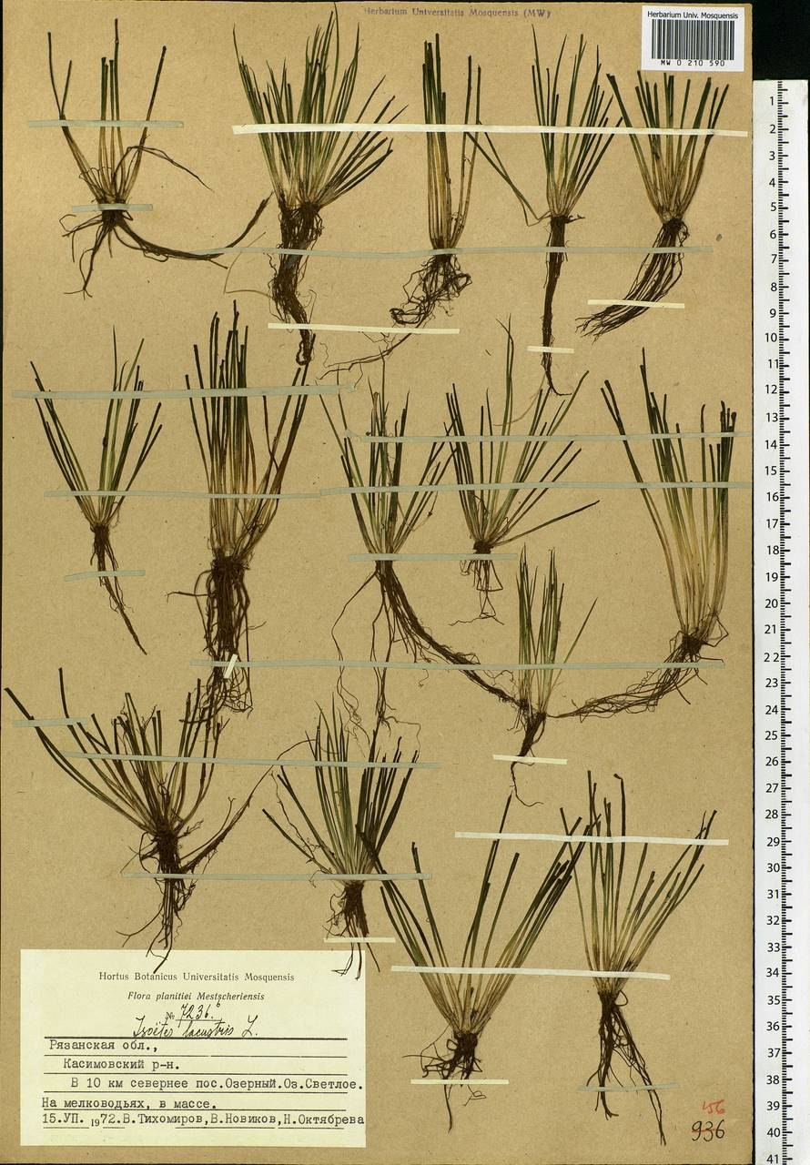 Селагинелла селаговидная