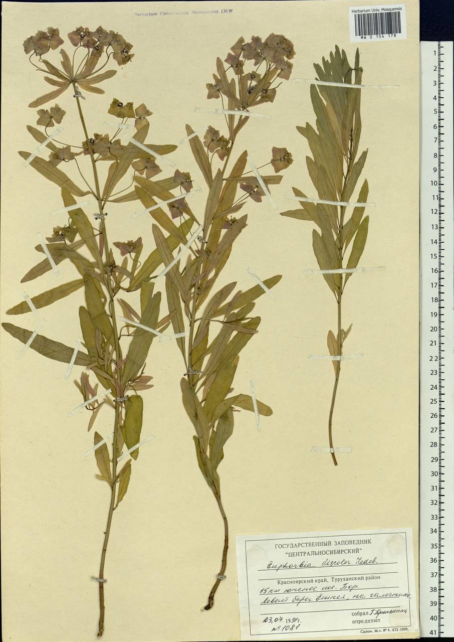 Молочай Даурский