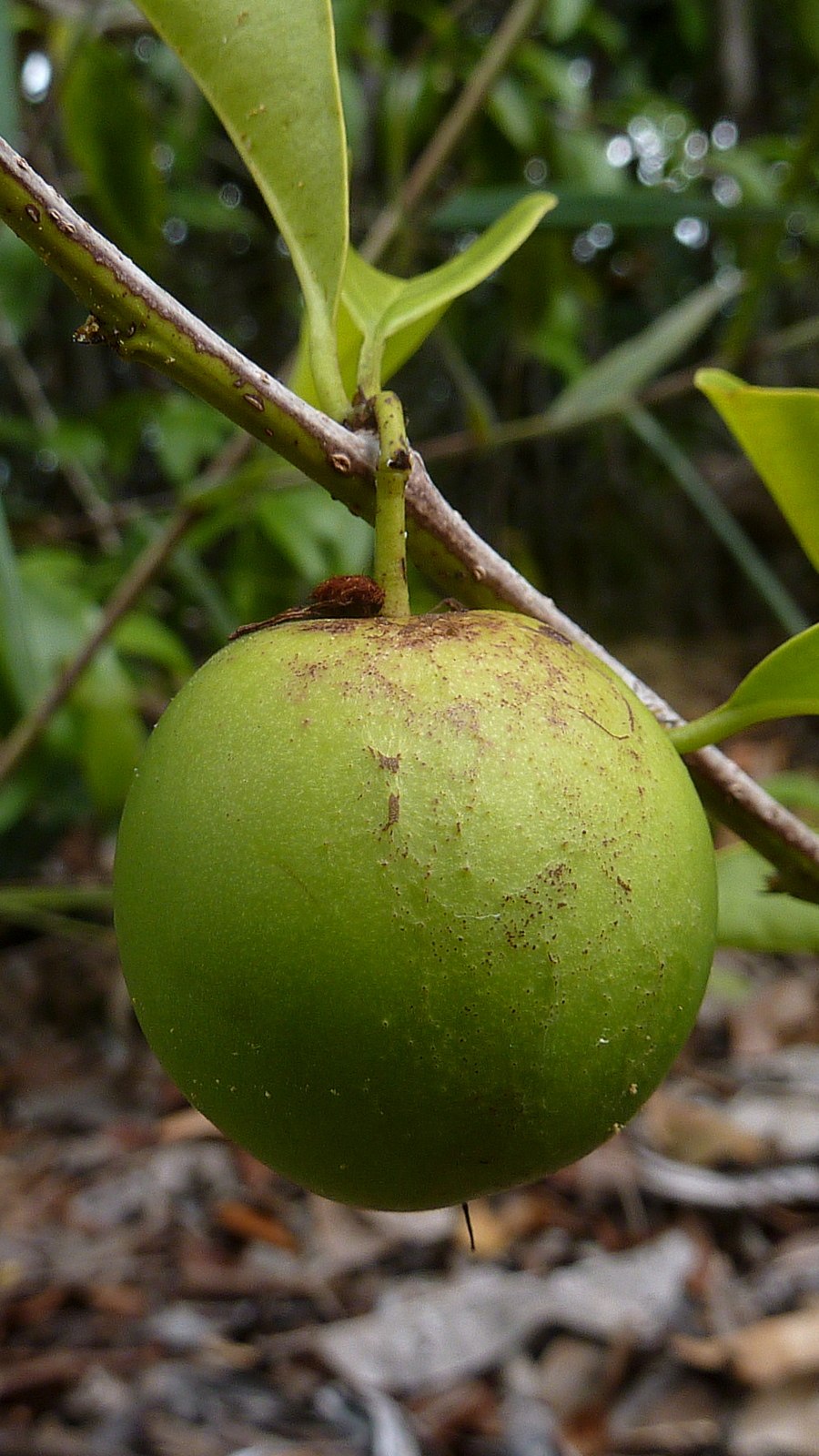 Ximenia caffra