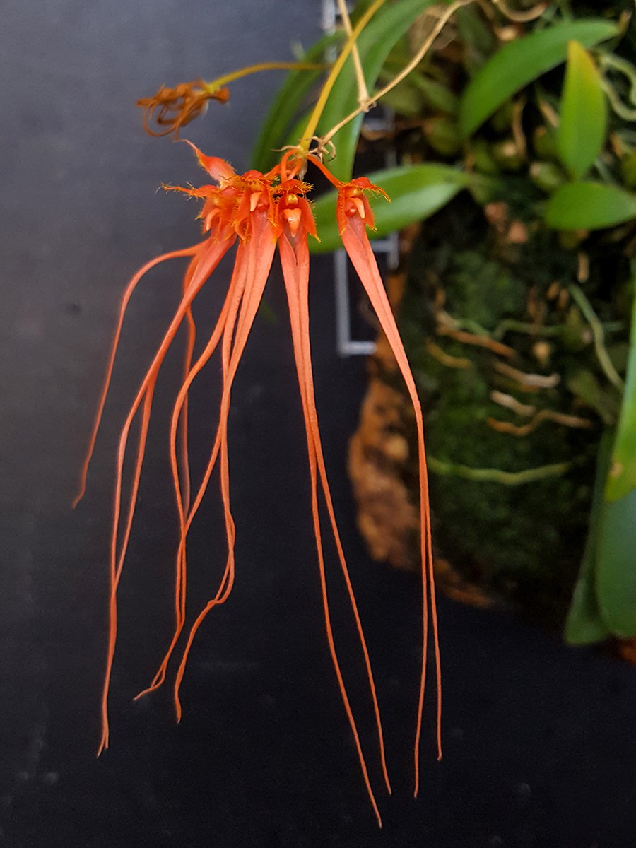 Фаленопсис Пинк Клауд