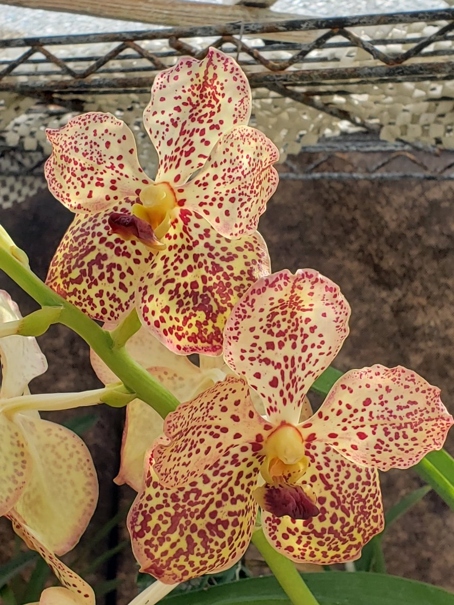 Минмару Шима