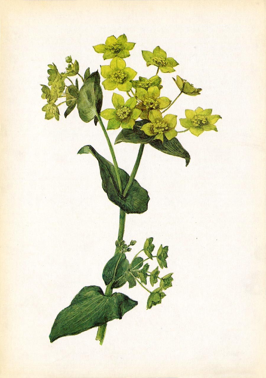 Растение володушка золотистая