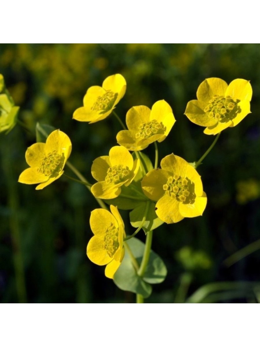 Володушка круглолистная