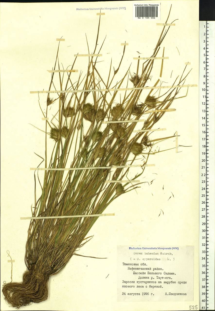 Осока плетевидная