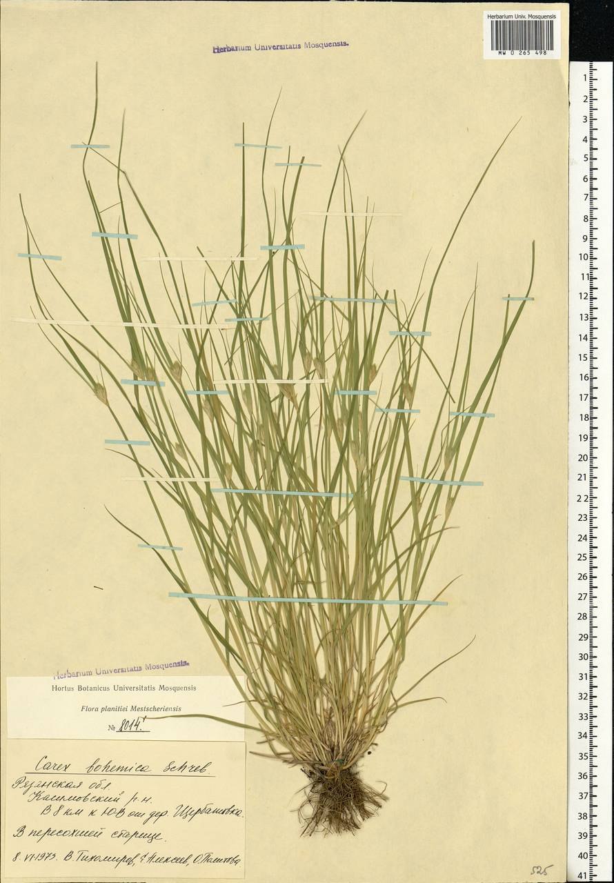Carex Bohemica