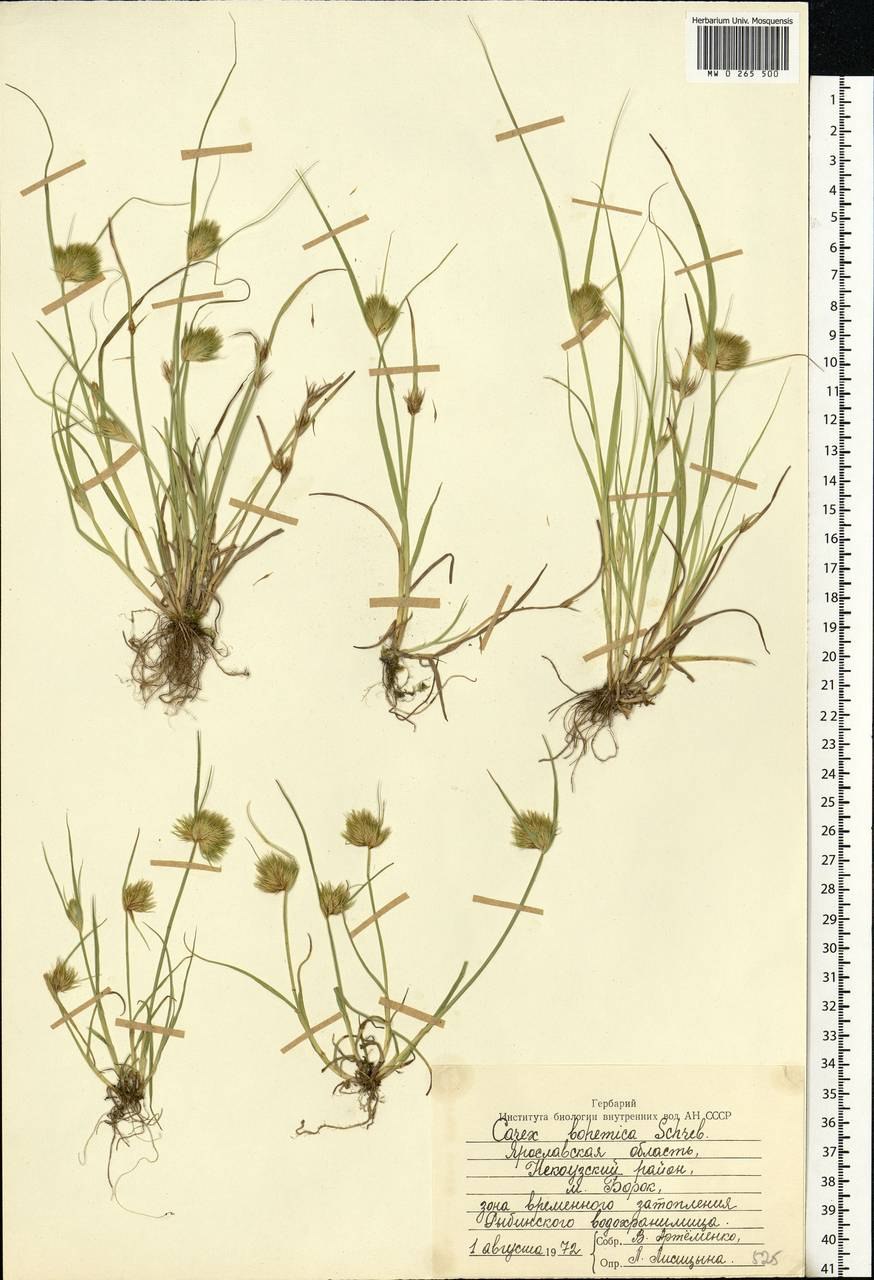 Осока Богемская Carex Bohemica Schreb