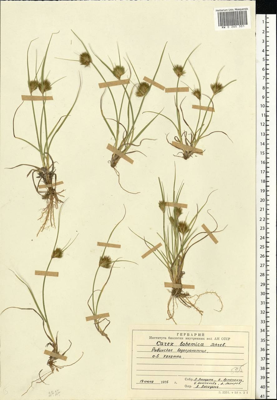 Осока Богемская Carex Bohemica Schreb