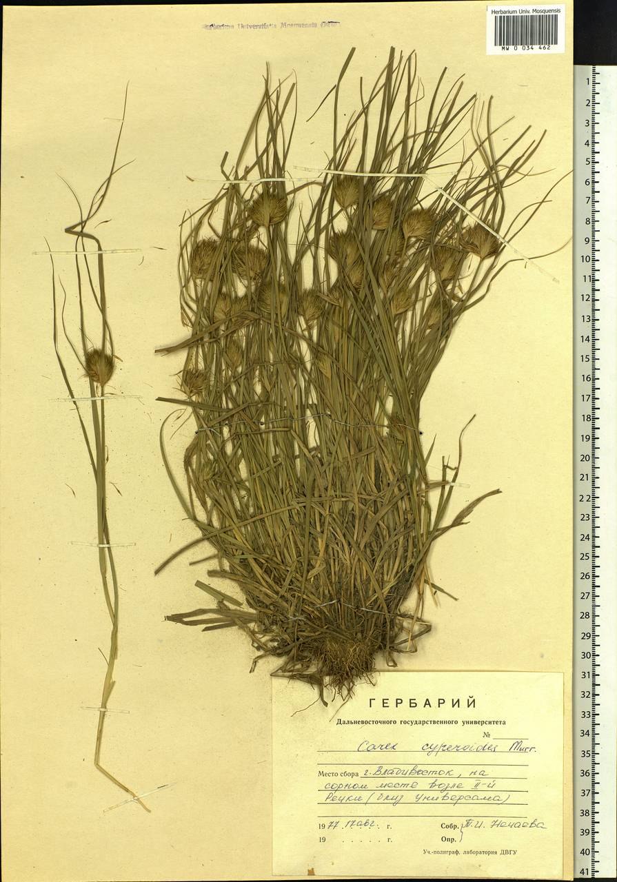 Осока сытевидная
