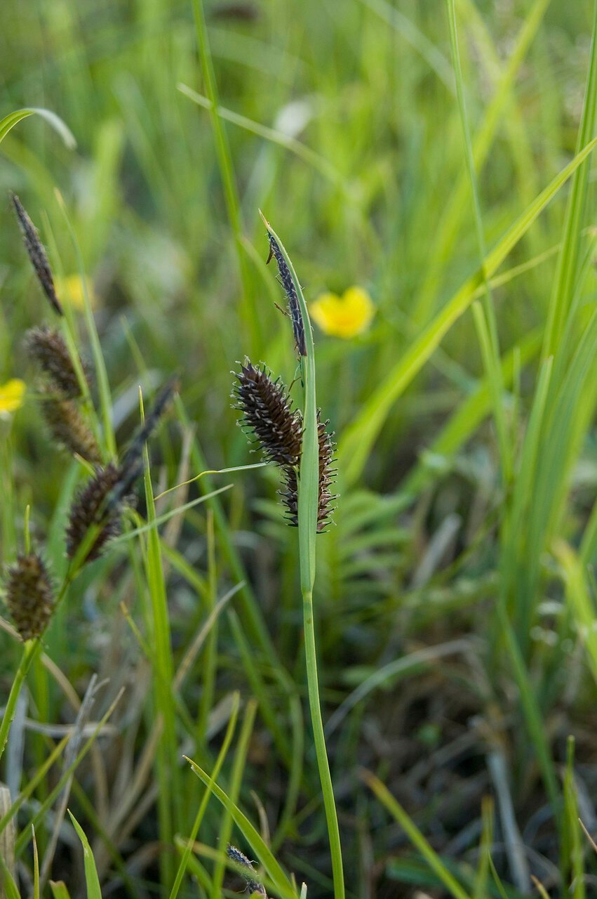 Осока двурядная