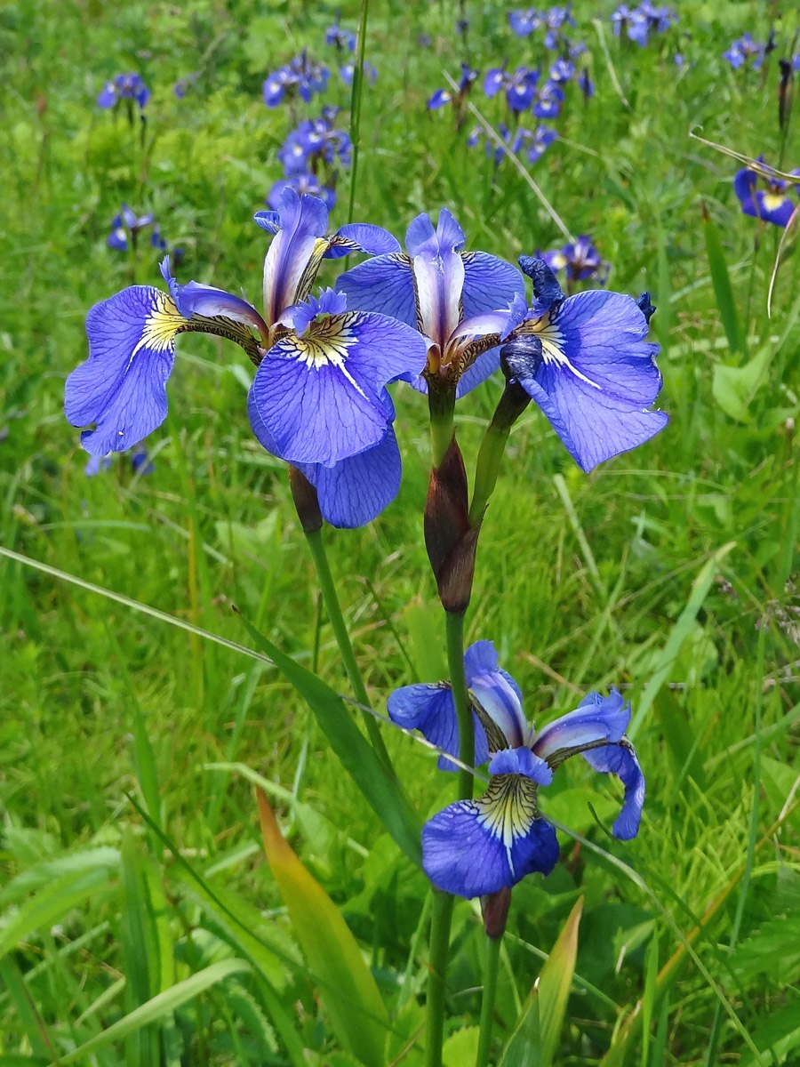 Ирис гладкий rozea