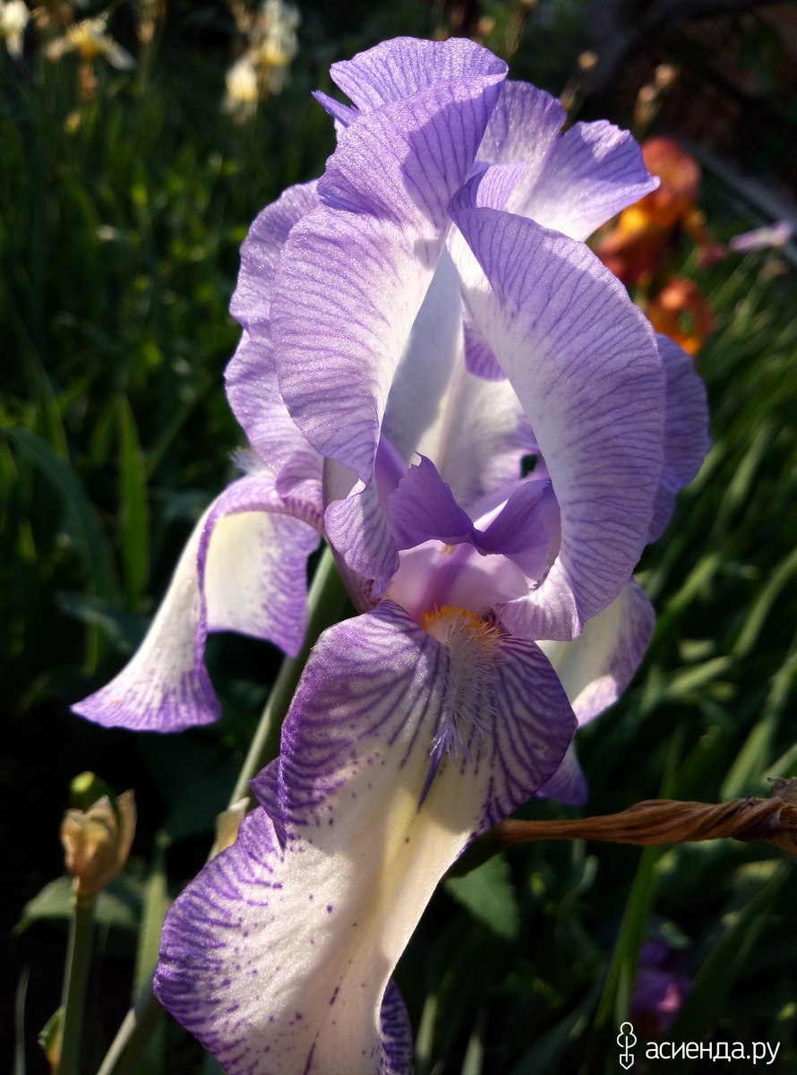 Лесные ирисы Сибирь