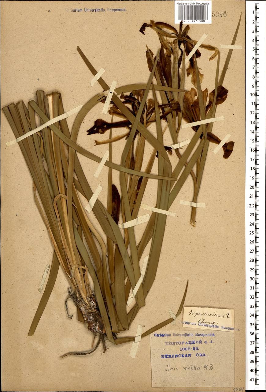 Ирис Сибирский Роузи Баус