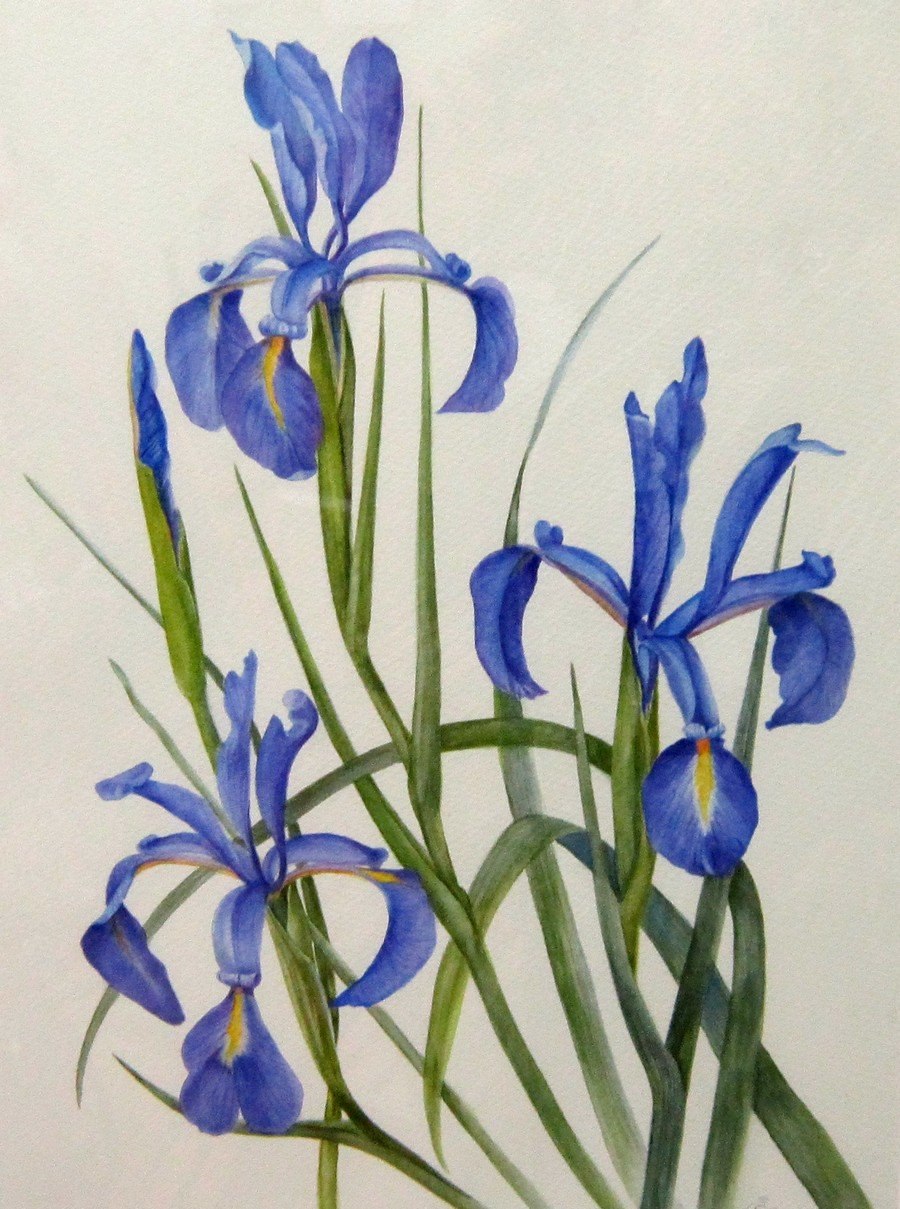 Ирис тонколистный