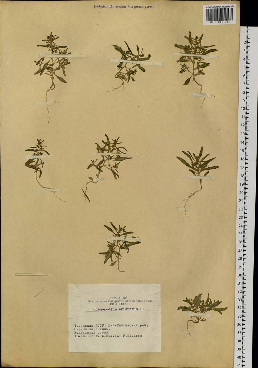 Марь остистая