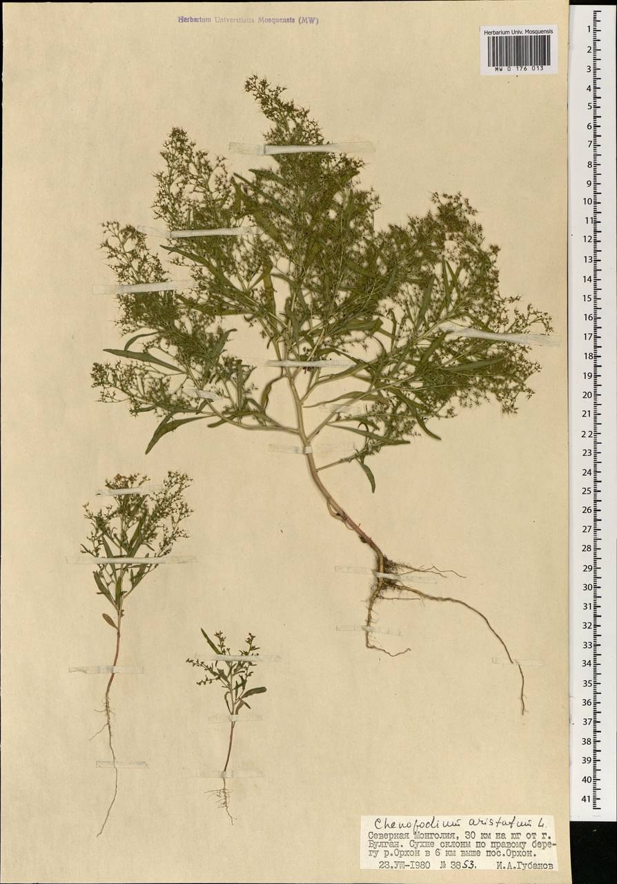 Семена Телоксис остистый