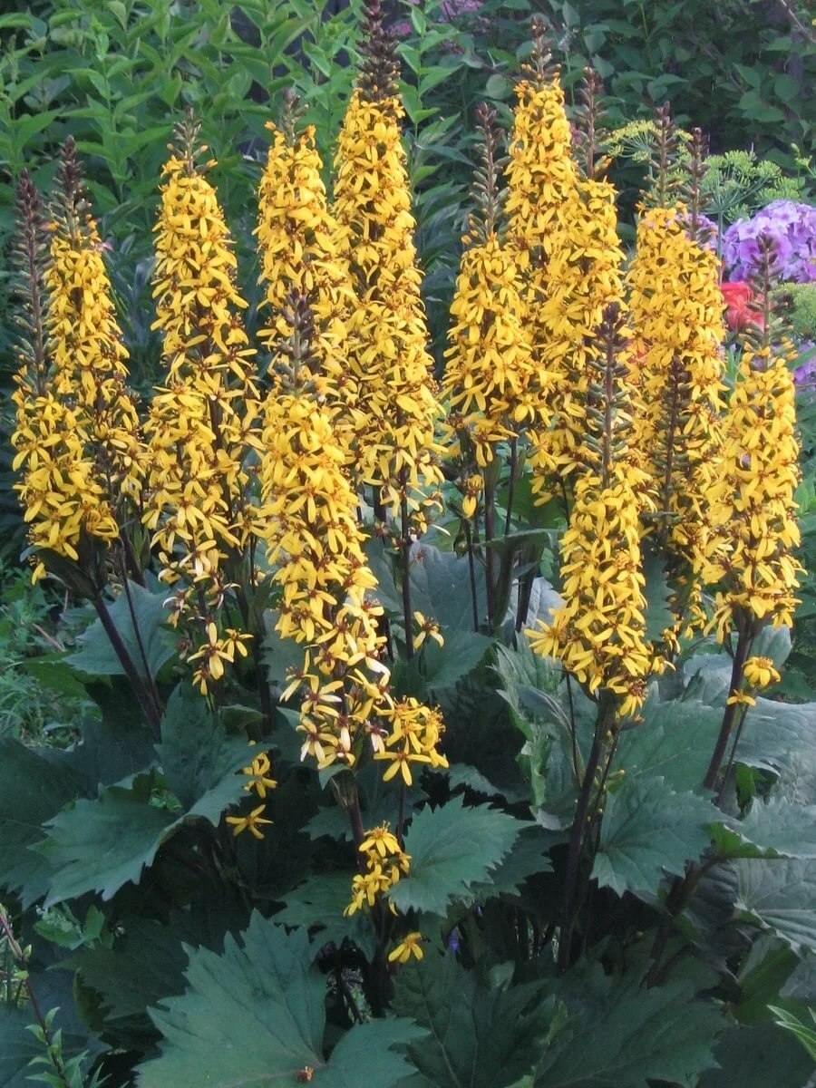 Бузульник Пржевальского Ligularia przewalskii