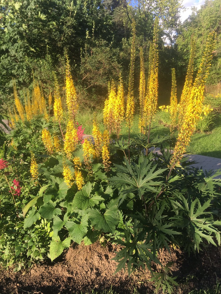 Бузульник Пржевальского Ligularia przewalskii