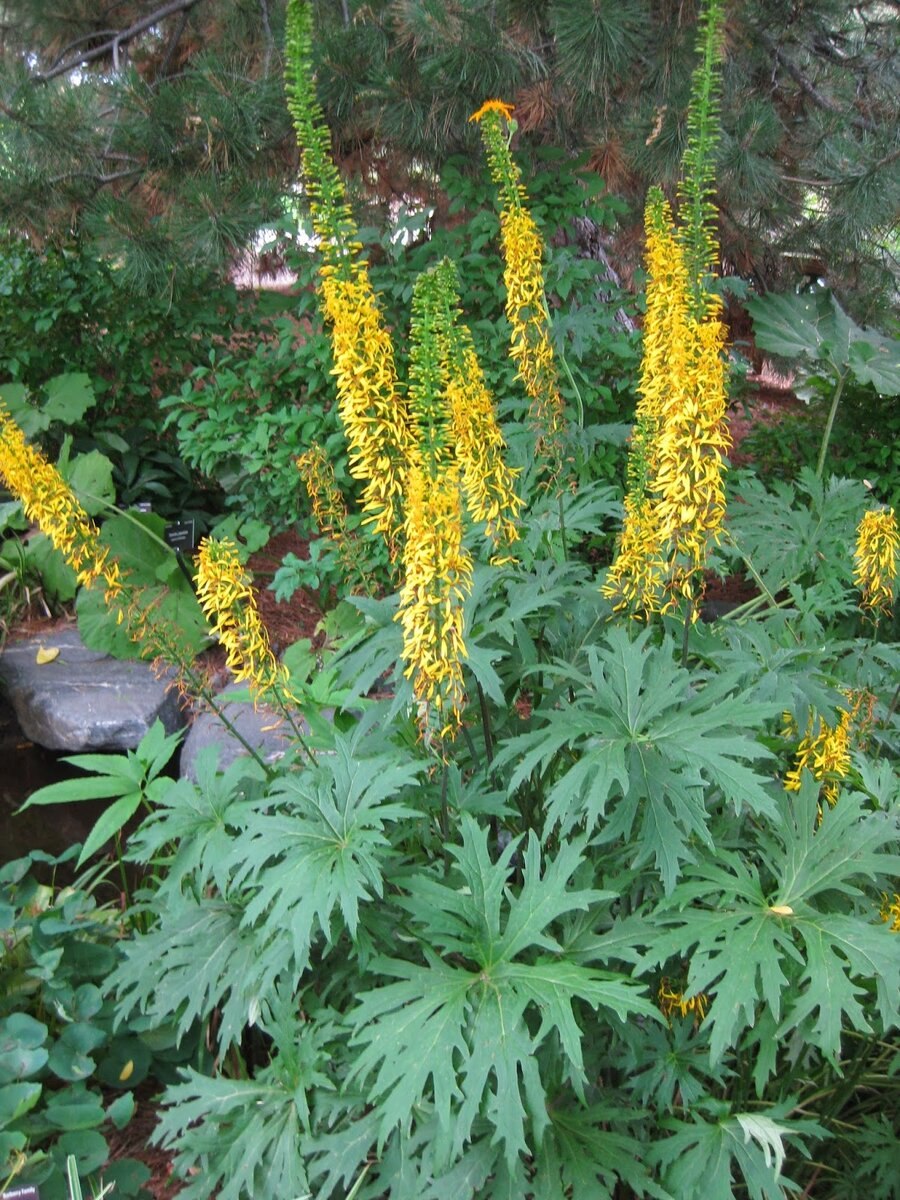 Бузульник пржевальского