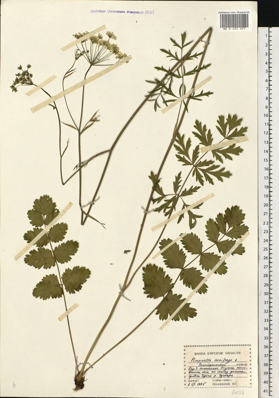 Pimpinella Saxifraga гербарий